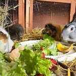 Avec Terrasse à La Douze, Idéal Pour 5 Personnes - Api-1-52-1079 Campeggio *